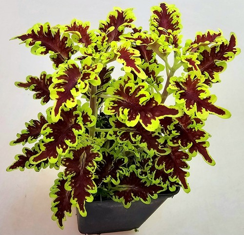 Coleus love bird pflanzen - coleus,