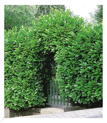 Kirschlorbeer hecke 10 - hecke,,