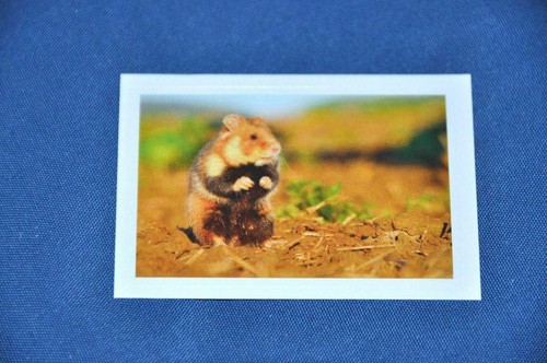 Rewe abenteuer tierwelt - rewe,