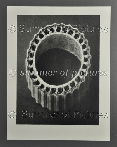 Karl blossfeldt ltd 1928 - blossfeldt,