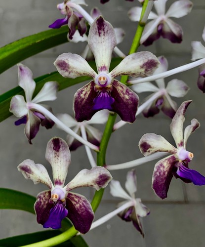 Vanda lamellata hybride - vanda,