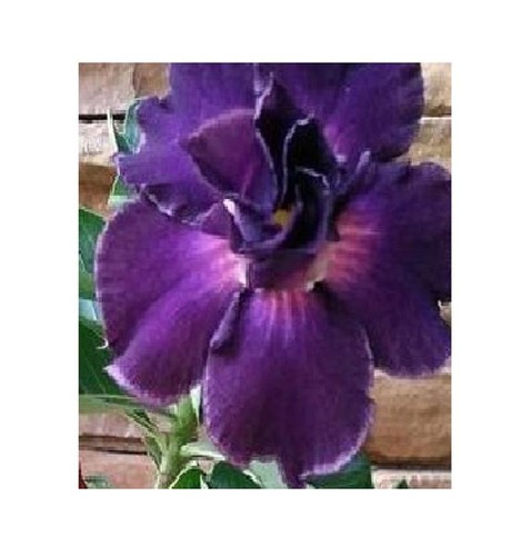Adenium obesum royal purple - 3x,