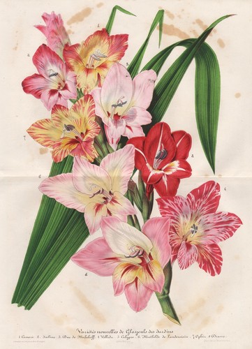 Gladiolus gladiolen flower - gladiolus,
