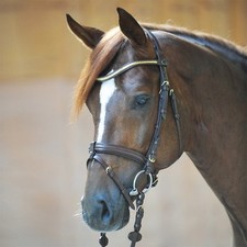 Kavalkade trense angie - trense,