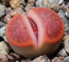SAMEN LEBENDE STEINE winterharte exotische Pflanzen Balkon Wintergarten