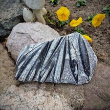 Budawi® Orthoceras Platte XL