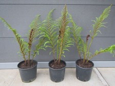Cyathea tomentosissima Gebirgs Baumfarn 50-80cm Pflanze sehr selten