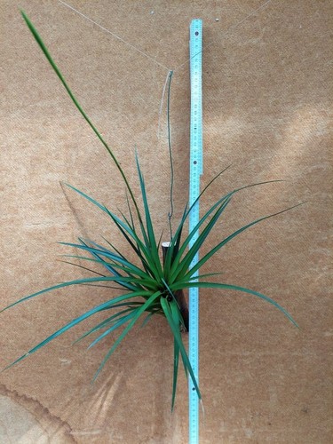 Lemeltonia dodsonii mit - lemeltonia, dodsonii,