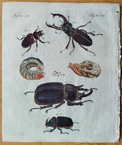 Käfer nashornkäfer bertuch - käfer,
