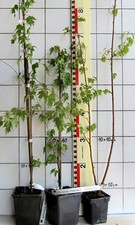 Betula p."Dalecarlica"