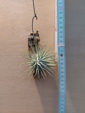 Tillandsia fuchsii var