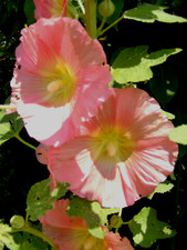 Stock bauernrose alcea - 3,