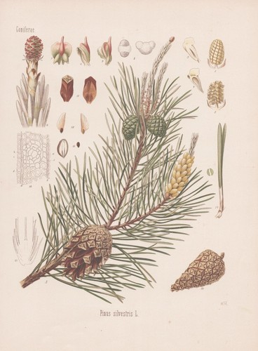 Pinus sylvestris waldkiefer - pinus,