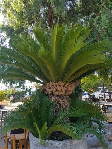 Palme cycas revoluta - palme,