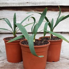 Sabal minor var. louisiana, 2