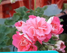 Pelargonie JungPFLANZE JUG