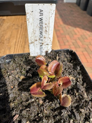 Dionaea muscipula werewolf - muscipula, ar