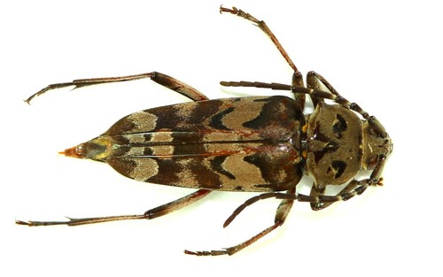 Coleoptera cerambycidae - coleoptera,,