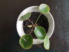 Pilea peperomioides - pilea, |