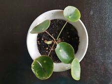 Pilea Peperomioides | Baby-Pflanze