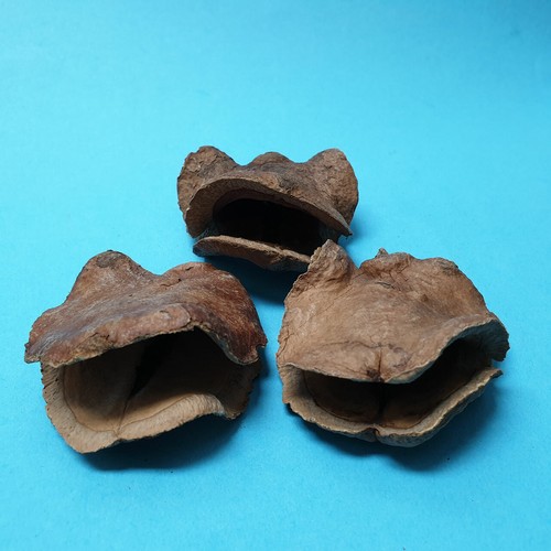 Froschmaul schote höhle - schote, //