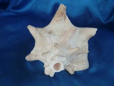 Muschelhorn strombus gigas - muschelhorn_strombus,