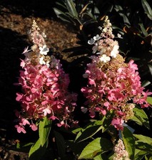 Hochstamm Rispenhortensie