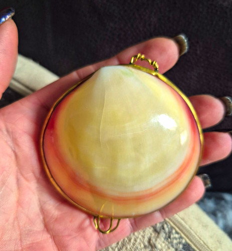 Vintage polierte codakia - vintage,