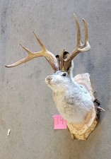 New Jackalope