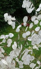 60 Samen Silberblatt Lunaria