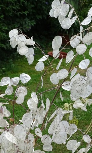 Samen silberblatt lunaria - samen,