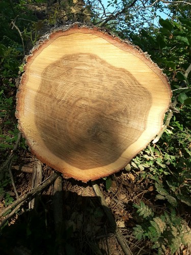 Baumscheibe xxl eiche - xxl, ~40×