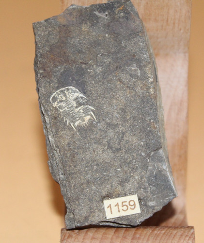 Acanthalomina minuta silur - acanthalomina,
