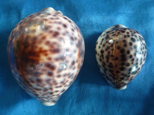 Kauri muschel - 2x, kauri-muschel
