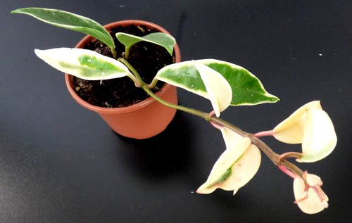 Hoya porzellanblume - ,