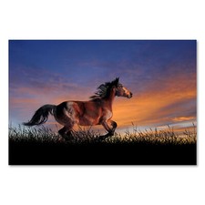 Postereck 2922 Poster Leinwand Pferd, Tier Hengst Rennen Wiese Freiheit Wild