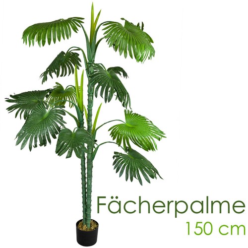 Palme palmenbaum fächerpalme - palme,