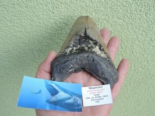 Excellent very large shark - large,