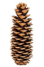 NaDeco Pinus lambertiana