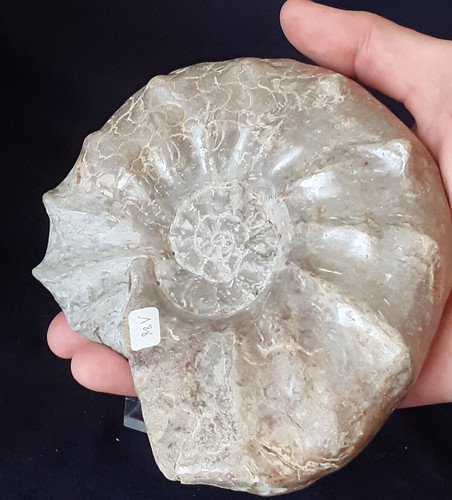 Ammonit ceratites spinosus - ammonit,