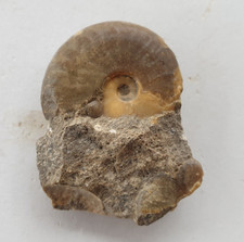 Tolles Harpoceras elegans - Lias - Altdorf - Schalenerhaltung - alte Sammlung