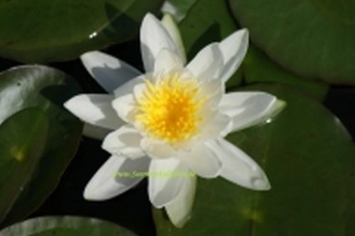 Winterharte seerose nymphaea - winterharte,