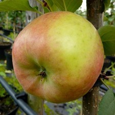 Topaz (S) Winterapfel Buschbaum Halbstamm oder Hochstamm