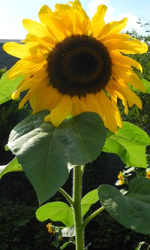 Feldsonnenblume