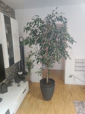 Ficus benjamina
