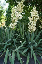 Pflanze Palmlilie Mega Groß 2