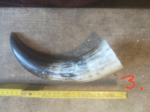 Horn trinkhorn kuhhorn - trinkhorn,