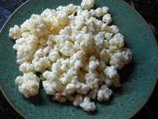 Milchkefir Kefirknollen 40 Gramm , Tibetanisch Kefirknollen ,  Aktiv und frisch 