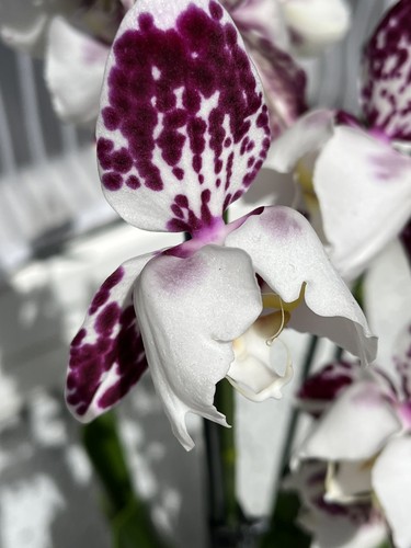 Orchidee phalaenopsis - orchidee,
