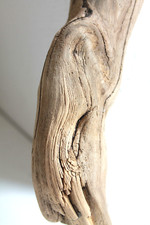 Schwemmholz Treibholz